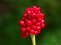 Jack-in-the-Pulpit Berries2